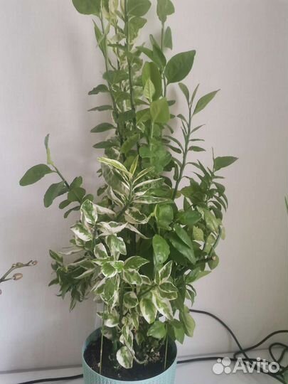 Педилантус