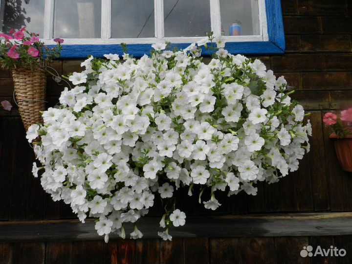 Петуния ампельная