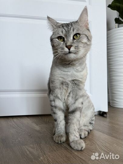 Кошка