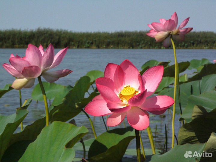 Прогулкавдельтеволги лотосовые поля выход вКаспий