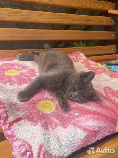 Котята в добрые руки бесплатно