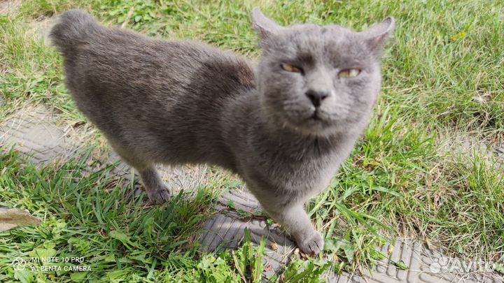 Котейка бобтейл