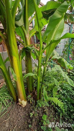 Банановая пальма