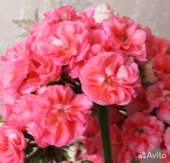 Пеларгония сортовая,Ю Полонез, Ledi Gertrude