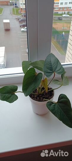 Антуриум