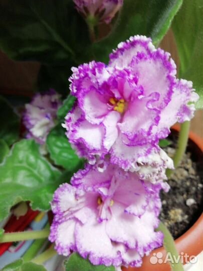 Сортовые фиалки листики на срез