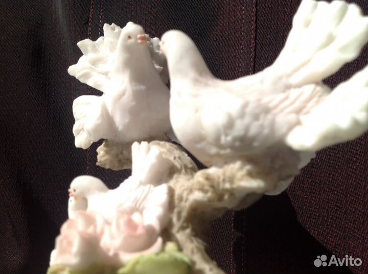 Голуби- счастливая семейка