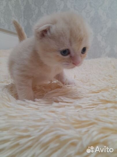 Вислоухие котята
