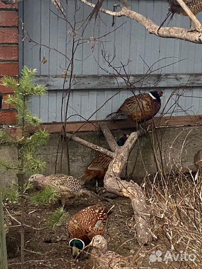 Птенцы фазана