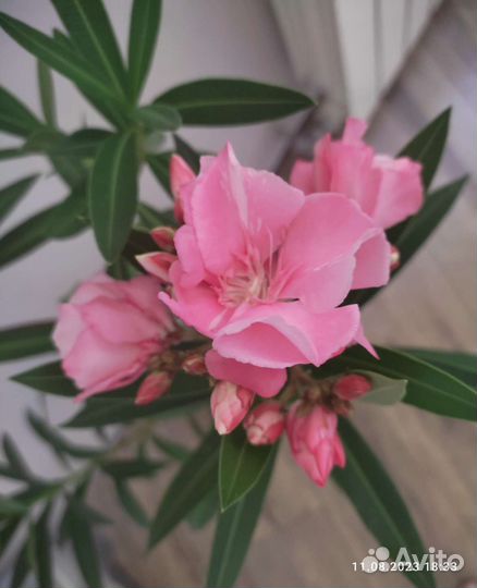 Олеандр Розовый