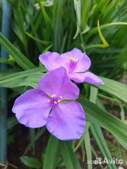 Пионы,многолетники