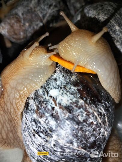 Улитки Ахатины Иммакулята