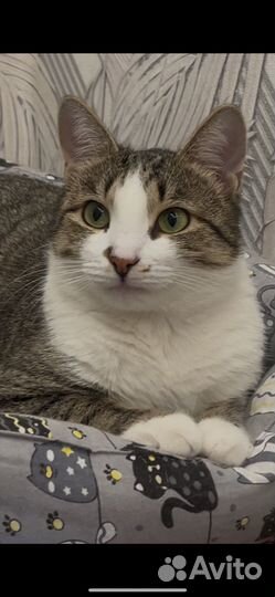 Кошка ищет дом