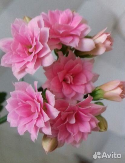 Каланхое махровое