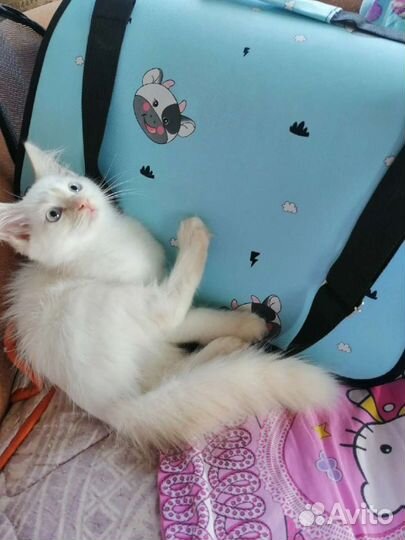 Мальчишки мишки