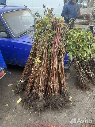 Малина и ежевика