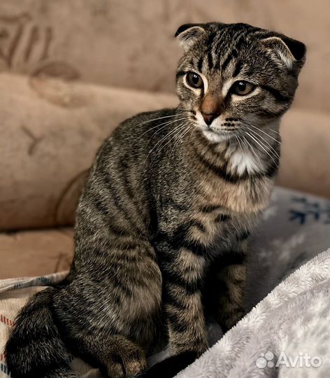 Кошка в дар