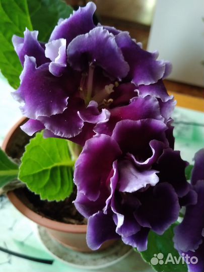 Глоксиния махровая