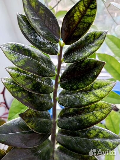 Замиокулькас вариегатный Чёрный Изумрудный Блэк