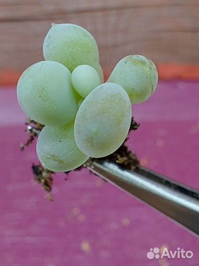 Суккуленты