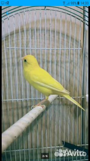 Канарейка / самка