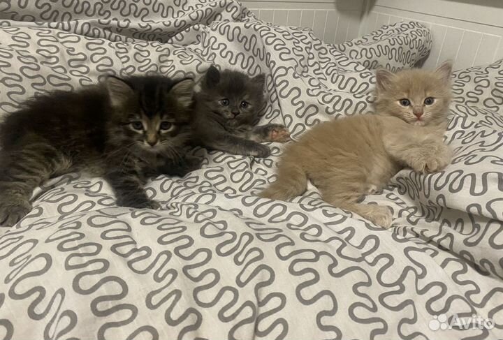 Котята в добрые руки