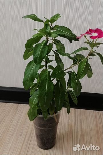 Катарантус