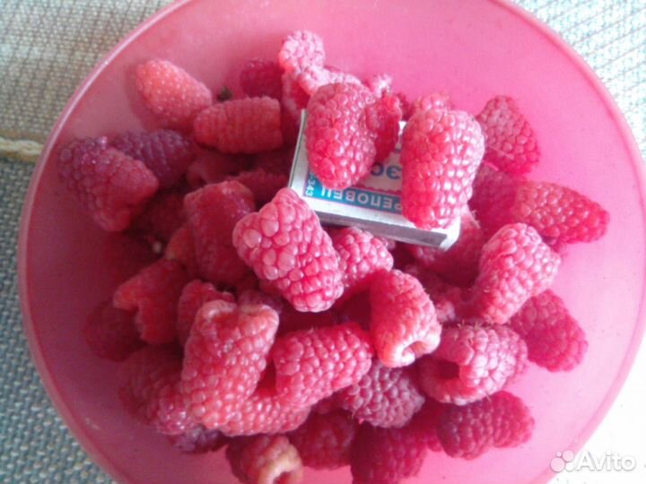 Саженец малины