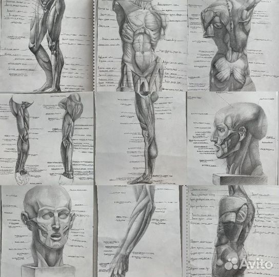 Анатомия 24 рисунка