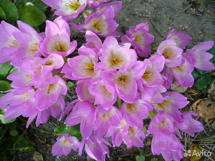 Безвременник