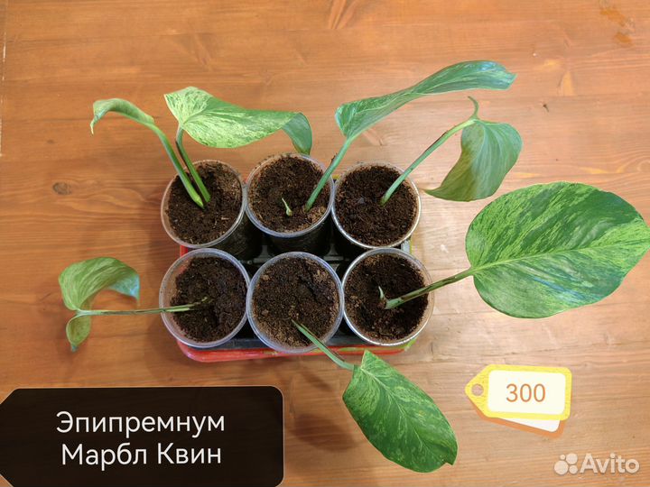 Эпипремнум Марбл Квин, вайт марбл