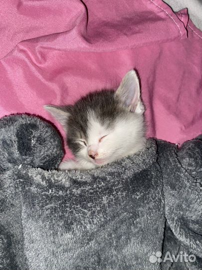 Кошка в дар бесплатно