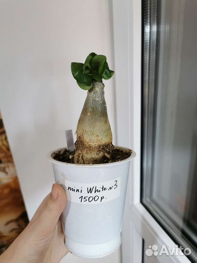 Привитые мини адениумы mini