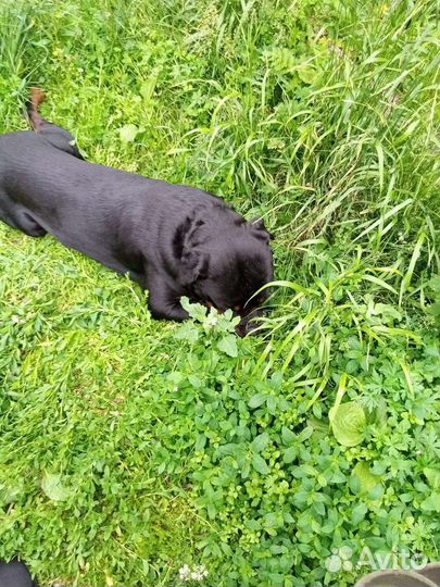 Ротвейлер вязка