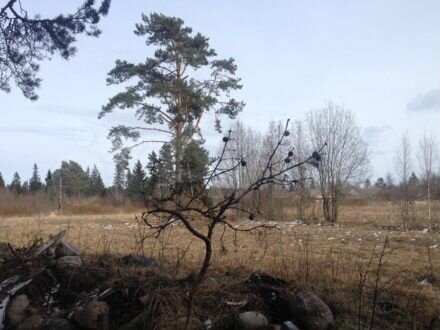 Участок 100 сот. (СНТ, ДНП)