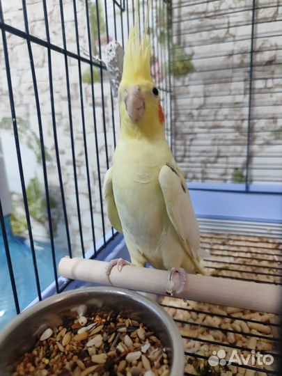 Попугай Корелла с клеткой