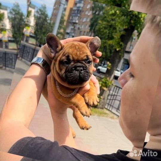 Щеночки французики