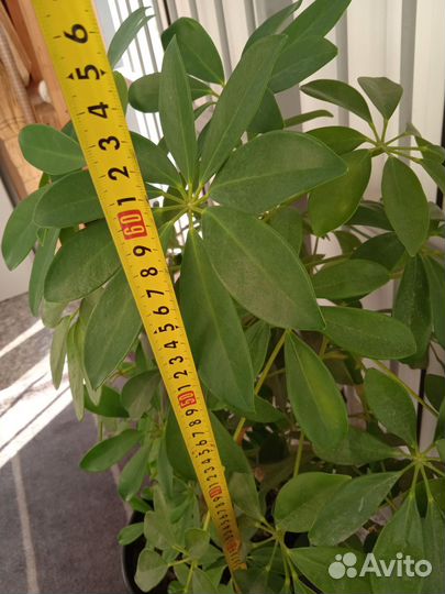 Комнатные цветы шефлера