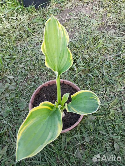 Хоста,хризантема