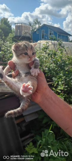 Британские котята