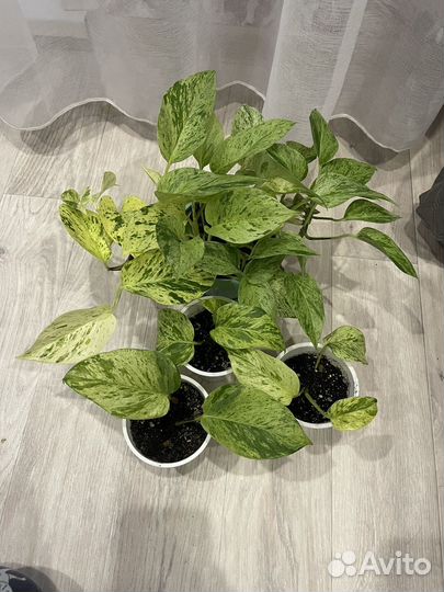 Эпипремнум/Сциндапсус