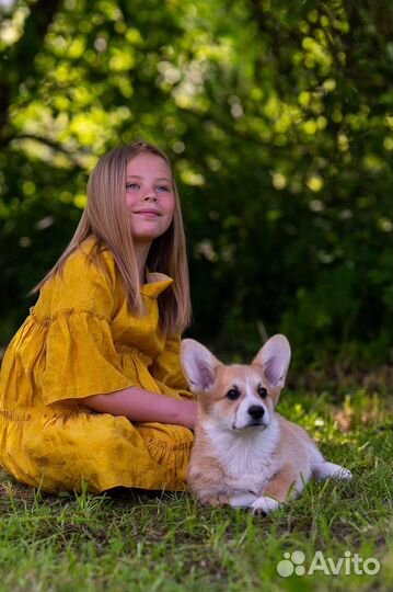 Щенки Вельш корги пемброк