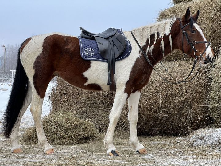 Продаются лошади