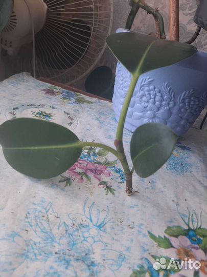 Фикус каучуконосный