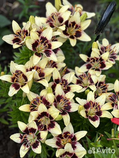 Лилии луковицы