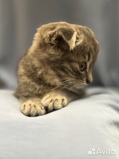 Вислоухая кошка