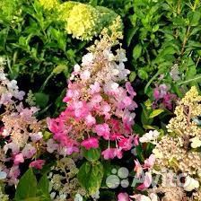 Гортензия Петит Черри и другие