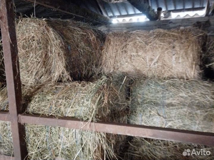 Сено люцерны в тюках