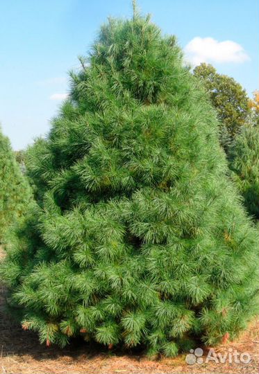 Сосна Веймутова