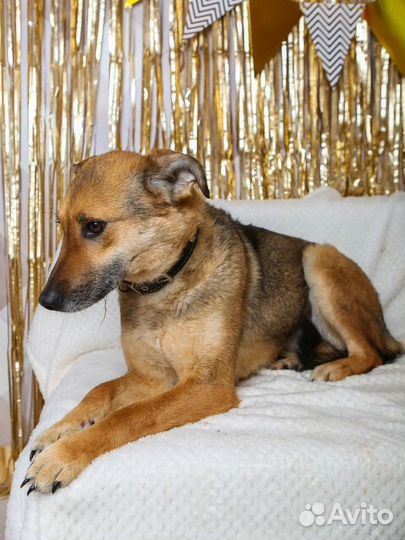 Собака в добрые руки отдам бесплатно